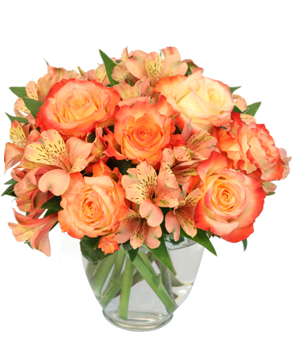 Ambrosia Roses — Katy Florist & Gifts, Katy TX