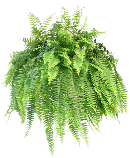 Boston Fern — Katy Florist & Gifts, Katy TX