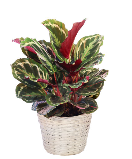 Calathea Medallion — Katy Florist & Gifts, Katy TX