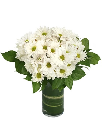Dazzling Daisy Poms — Katy Florist & Gifts, Katy TX