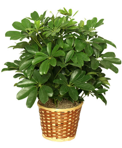 DWARF SCHEFFLERA — Katy Florist & Gifts, Katy TX