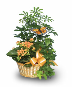 EUROPEAN GARDEN — Katy Florist & Gifts, Katy TX