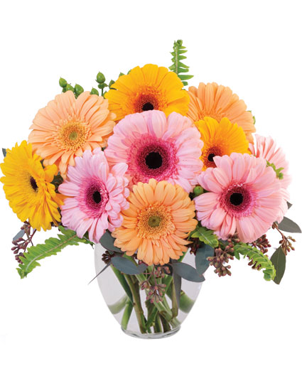 Gerbera Dreams — Katy Florist & Gifts, Katy TX