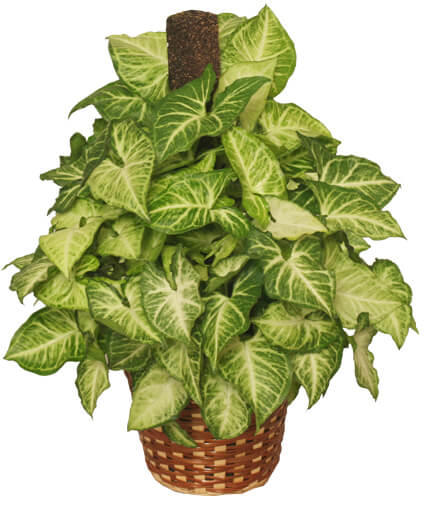 GREEN NEPHTHYTIS PLANT — Katy Florist & Gifts, Katy TX