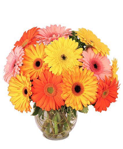 Groovy Gerberas — Katy Florist & Gifts, Katy TX