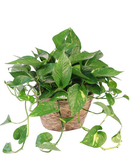 Hanging Golden Pothos — Katy Florist & Gifts, Katy TX