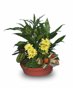 Have A Daisy Of A Day! — Katy Florist & Gifts, Katy TX