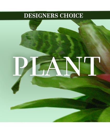Lovely Plant — Katy Florist & Gifts, Katy TX