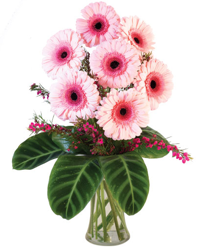 Lucky Seven Gerberas — Katy Florist & Gifts, Katy TX