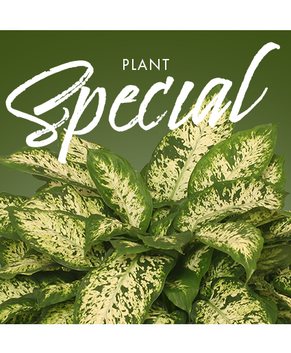 Plant — Katy Florist & Gifts, Katy TX