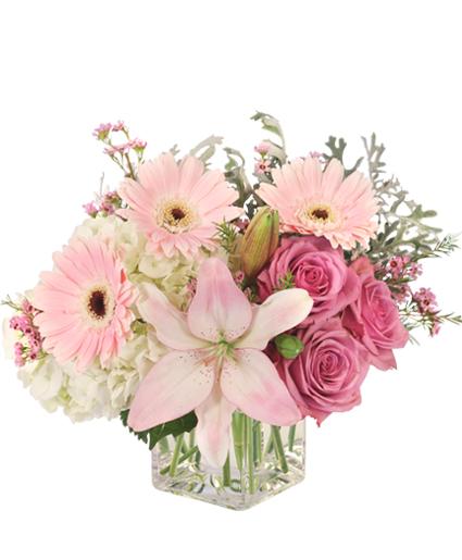Quiet Dawn — Katy Florist & Gifts, Katy TX