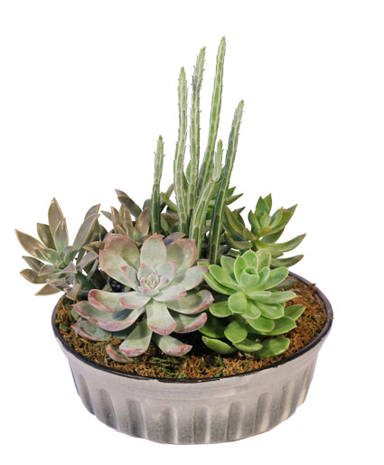Showstopping Succulents — Katy Florist & Gifts, Katy TX