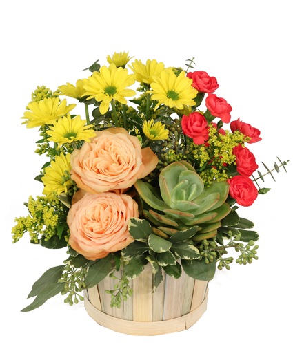 Succulent Peach — Katy Florist & Gifts, Katy TX
