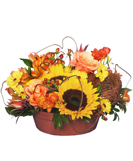 SUNFLOWER SENSATION — Katy Florist & Gifts, Katy TX