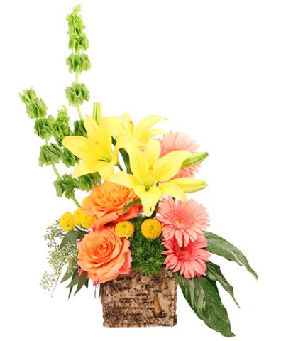 Amber Lilies — Katy Florist & Gifts, Katy TX