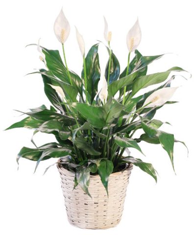 Blooming Peace Lily — Katy Florist & Gifts, Katy TX