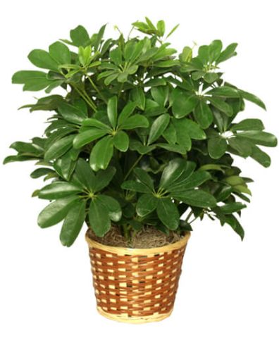 DWARF SCHEFFLERA — Katy Florist & Gifts, Katy TX