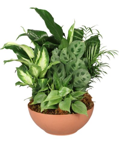 Gift of Green — Katy Florist & Gifts, Katy TX