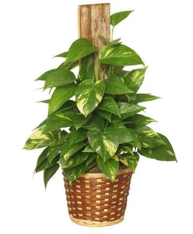 GOLDEN POTHOS PLANT — Katy Florist & Gifts, Katy TX