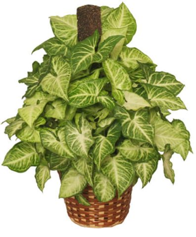 GREEN NEPHTHYTIS PLANT — Katy Florist & Gifts, Katy TX