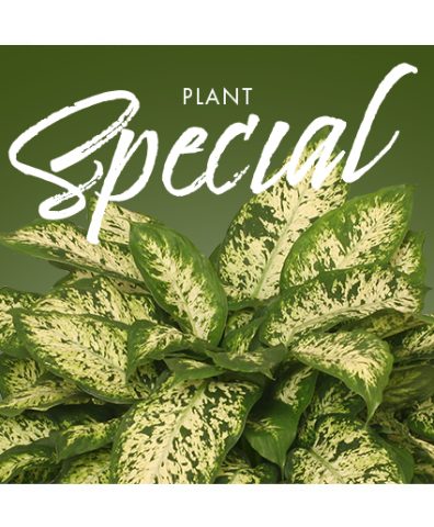 Plant — Katy Florist & Gifts, Katy TX