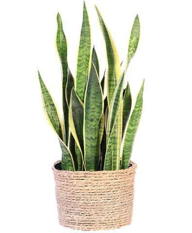 Snake Plant — Katy Florist & Gifts, Katy TX