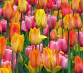 Tulips — Katy Florist & Gifts, Katy TX