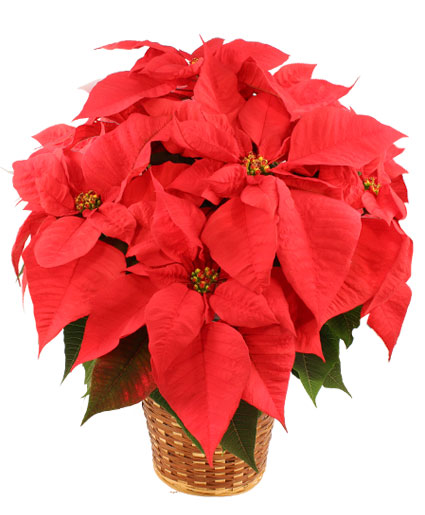 Vibrant Red Poinsettia — Katy Florist & Gifts, Katy TX